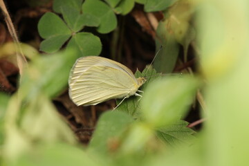 speckled wood butterfly macro photo