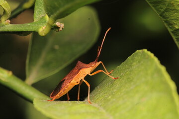Halyomorpha Halys insect macro photo