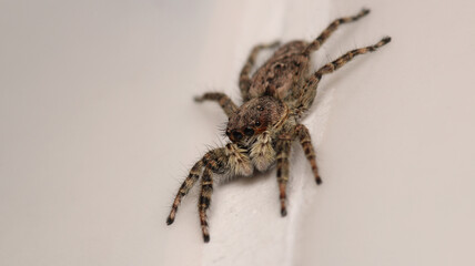 little jumping spider macro photo