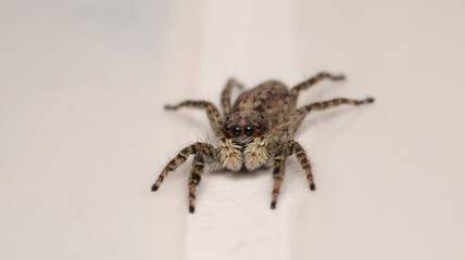 little jumping spider macro photo