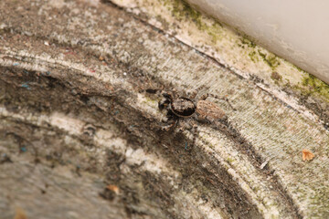 little jumping spider macro photo