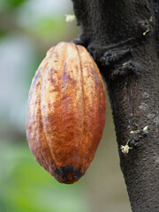カカオの実