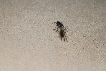 cotesia wasp insect macro photo