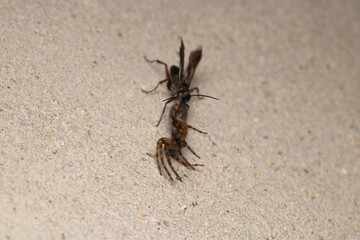 cotesia wasp insect macro photo