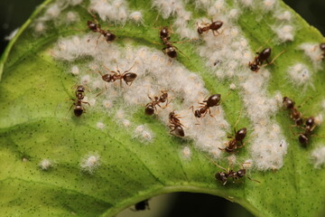 Black carpenter ant macro photo