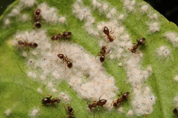 Black carpenter ant macro photo