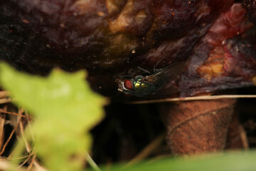 macro photo of housefly facing back