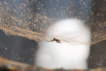 mangora acalypha spider macro photo