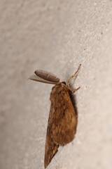 lymantria dispar moth macro photo