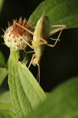 natural oecanthus fultoni insect macro