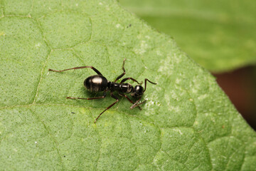 Fototapeta premium Black carpenter ant macro photo