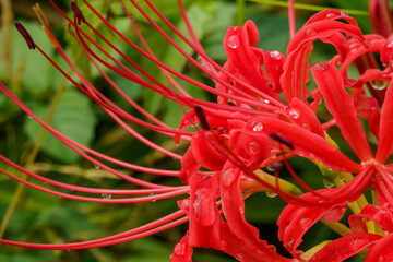 雨上がりの濡れた彼岸花