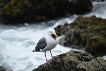 black headed gull