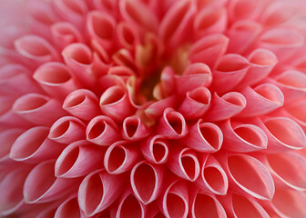 Close up view of pink Dahlia flower details for background use.