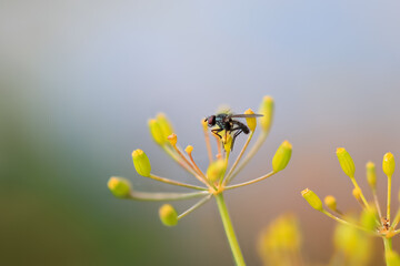 Close up view of single fly on a yellow flower , shallow depth of field.