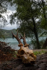 Gordijnen skull with horns, alpine landscape, lake in Italy, dead animal, fawn skull, roe deer skull © Egor  Terentev