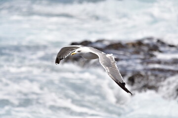 GAVIOTA PATIAMARILLA