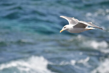 GAVIOTA PATIAMARILLA