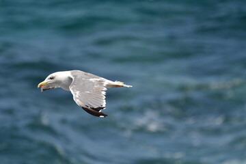 GAVIOTA PATIAMARILLA