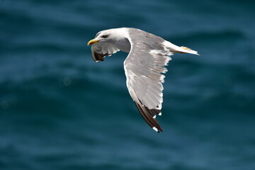 GAVIOTA PATIAMARILLA
