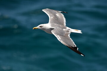 GAVIOTA PATIAMARILLA