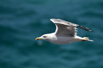 GAVIOTA PATIAMARILLA
