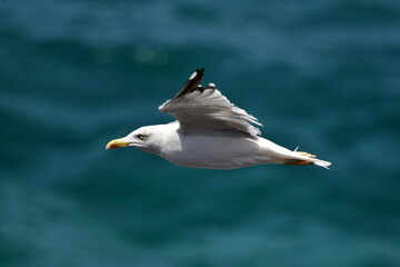 GAVIOTA PATIAMARILLA