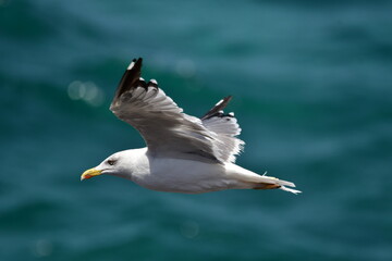GAVIOTA PATIAMARILLA