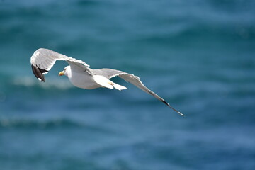 GAVIOTA PATIAMARILLA
