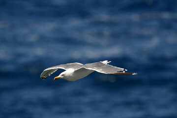 GAVIOTA PATIAMARILLA
