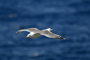 GAVIOTA PATIAMARILLA