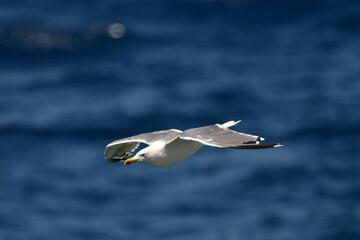 GAVIOTA PATIAMARILLA