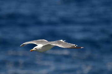 GAVIOTA PATIAMARILLA