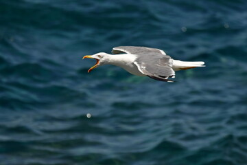 GAVIOTA PATIAMARILLA