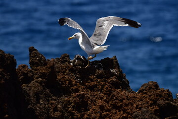 GAVIOTA PATIAMARILLA