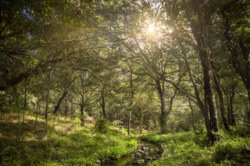 Bosque y Rio al Atardecer