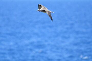 GAVIOTA PATIAMARILLA