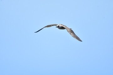 GAVIOTA PATIAMARILLA