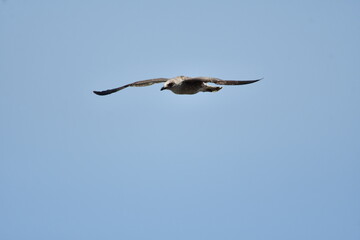 GAVIOTA PATIAMARILLA