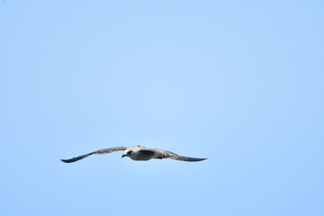 GAVIOTA PATIAMARILLA