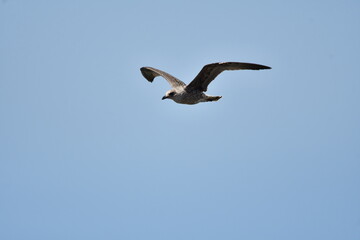 GAVIOTA PATIAMARILLA