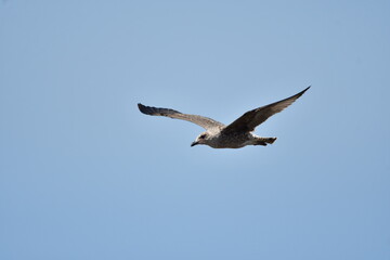 GAVIOTA PATIAMARILLA