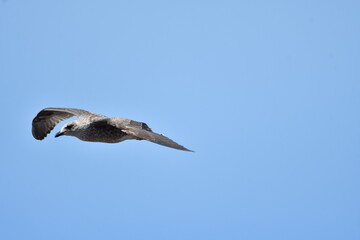 GAVIOTA PATIAMARILLA