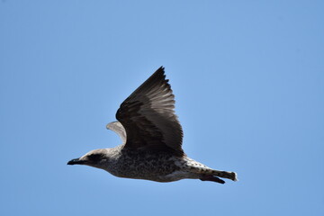 Fototapeta premium GAVIOTA PATIAMARILLA
