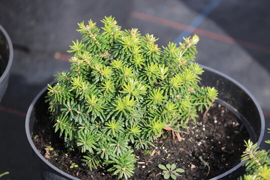 Korean fir Cis
