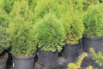 western thuja Miky / Thuja occidentalis Miky