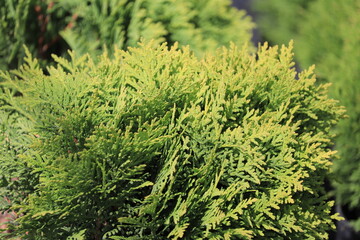 western thuja Danica / Thuja occidentalis Danica