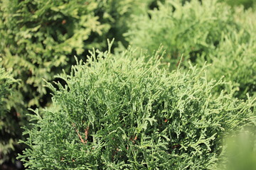 Thuja occidentalis Little Gem
