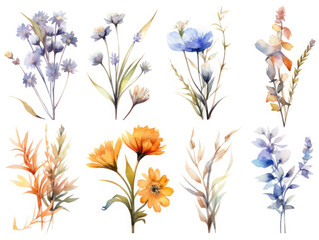 Fototapeta na wymiar Set of Watercolor bridal wild flowers isolated on white background, AI Generated