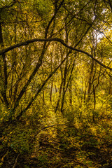 Tree Branches in the Golden Forest
